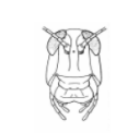 <p>Identify this insect + what its mouthparts are specialized for </p>