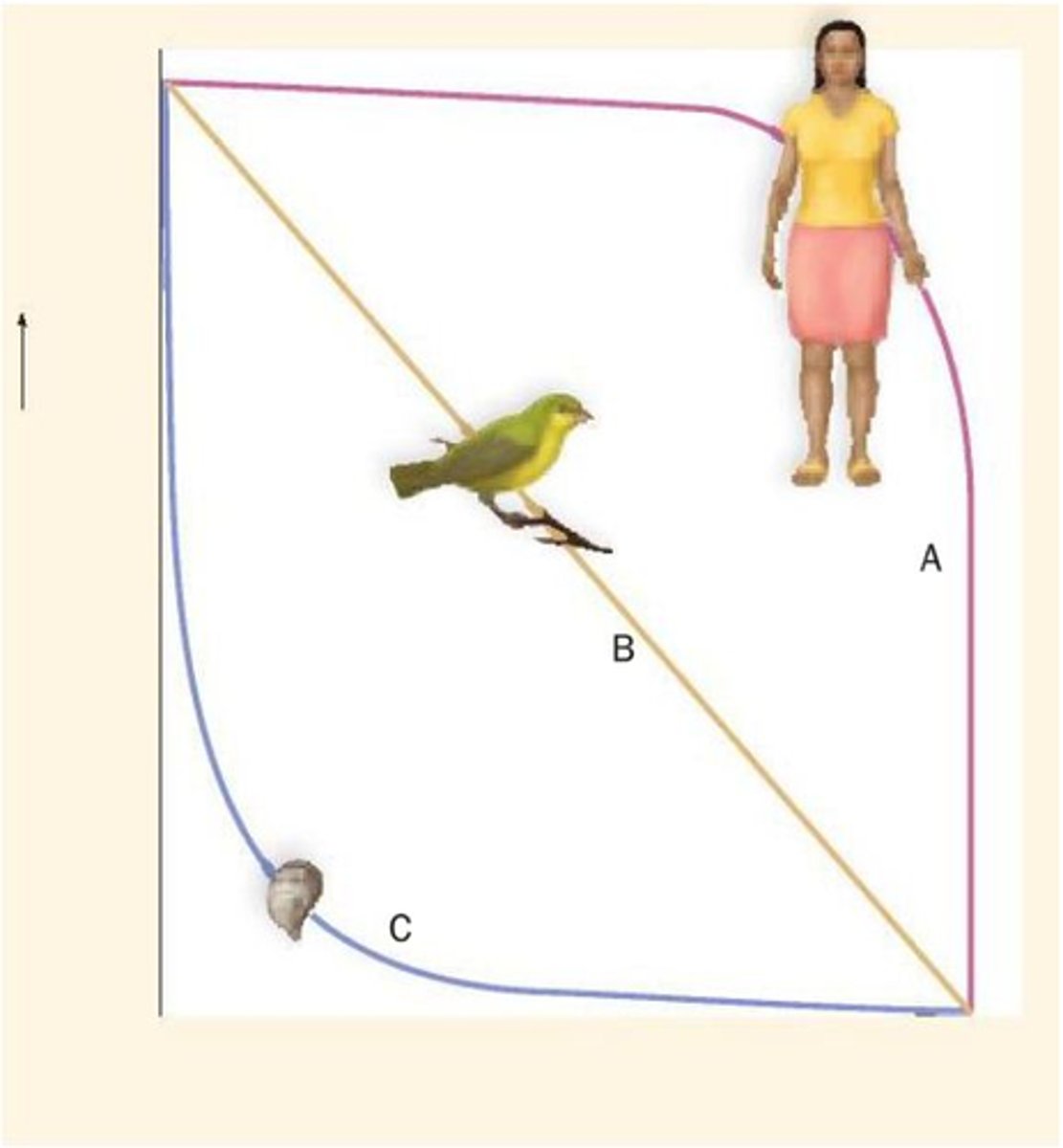 <p>A: I, B: II, C: III</p>