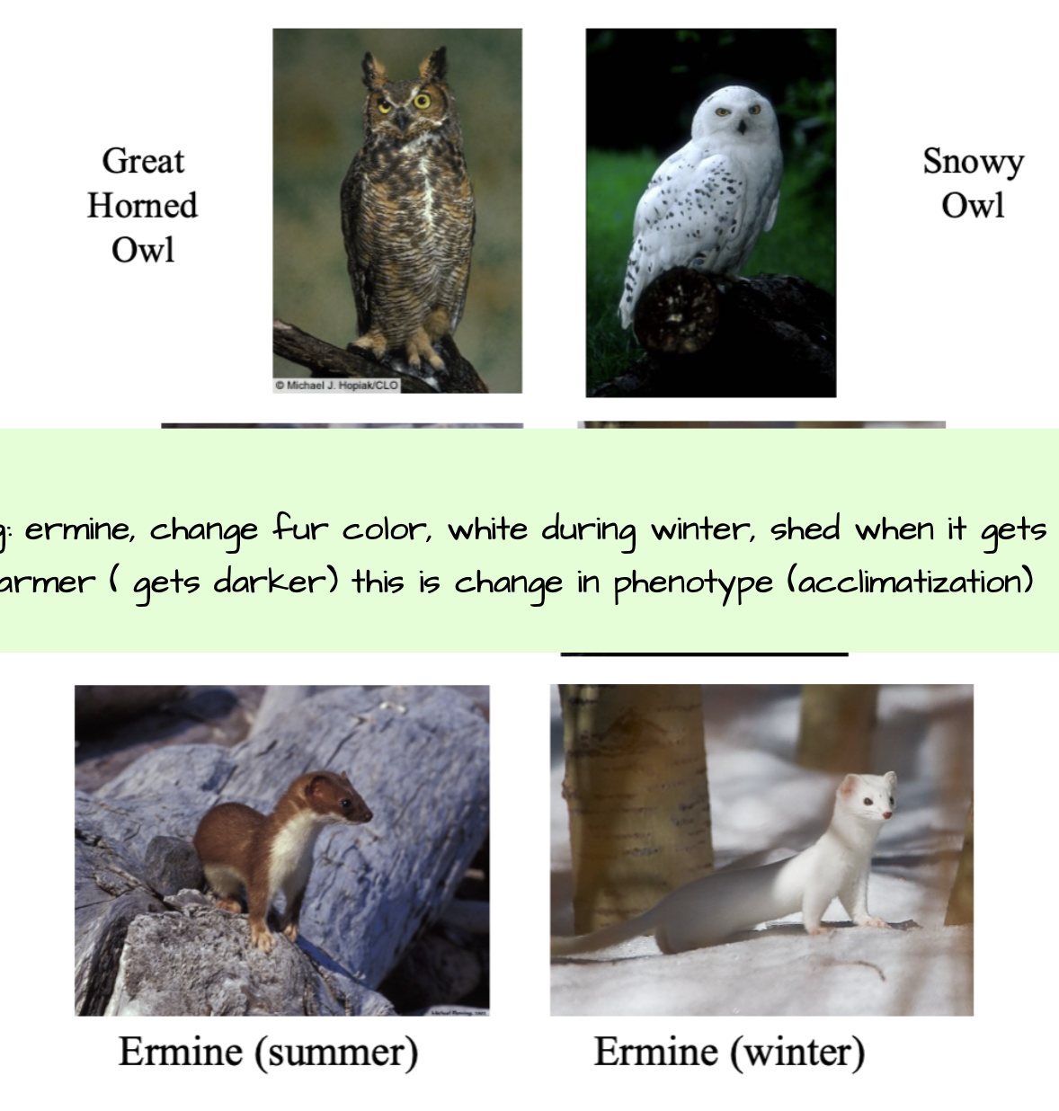 <p>Eg. snowy owl vs. great horned owl: adapted to colder environment</p><p><strong><span>Eg: ermine, change fur color, white during winter, shed when it gets warmer ( gets darker) this is change in phenotype (acclimatization)</span></strong></p><p><strong><br></strong></p>