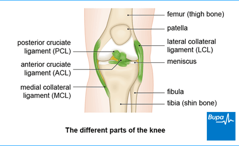 <p><span style="font-family: &quot;Aptos&quot;, sans-serif; line-height: 150%;">Medial: Palpate the medial femoral condyle and move your fingers inferiorly towards the medial tibial condyle (8-9cm), crossing the joint line in between.</span></p><p><span style="font-family: &quot;Aptos&quot;, sans-serif;">Lateral: Palpate the lateral femoral condyle and move your fingers inferiorly toward the head of fibula (5cm), crossing the joint line.</span></p>