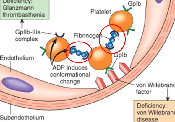 <p>platelets bound to subendothelial collagen send chemicals to recruit more<br>- fibrinogen binds to the Gp IIb/IIIa receptors of adjacent platelets and theyre bound together forming a hemostatic plug</p>