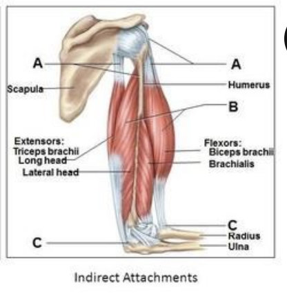 <p><strong>Indirect attachment</strong></p>