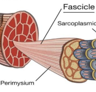 <p>Fascicle</p>