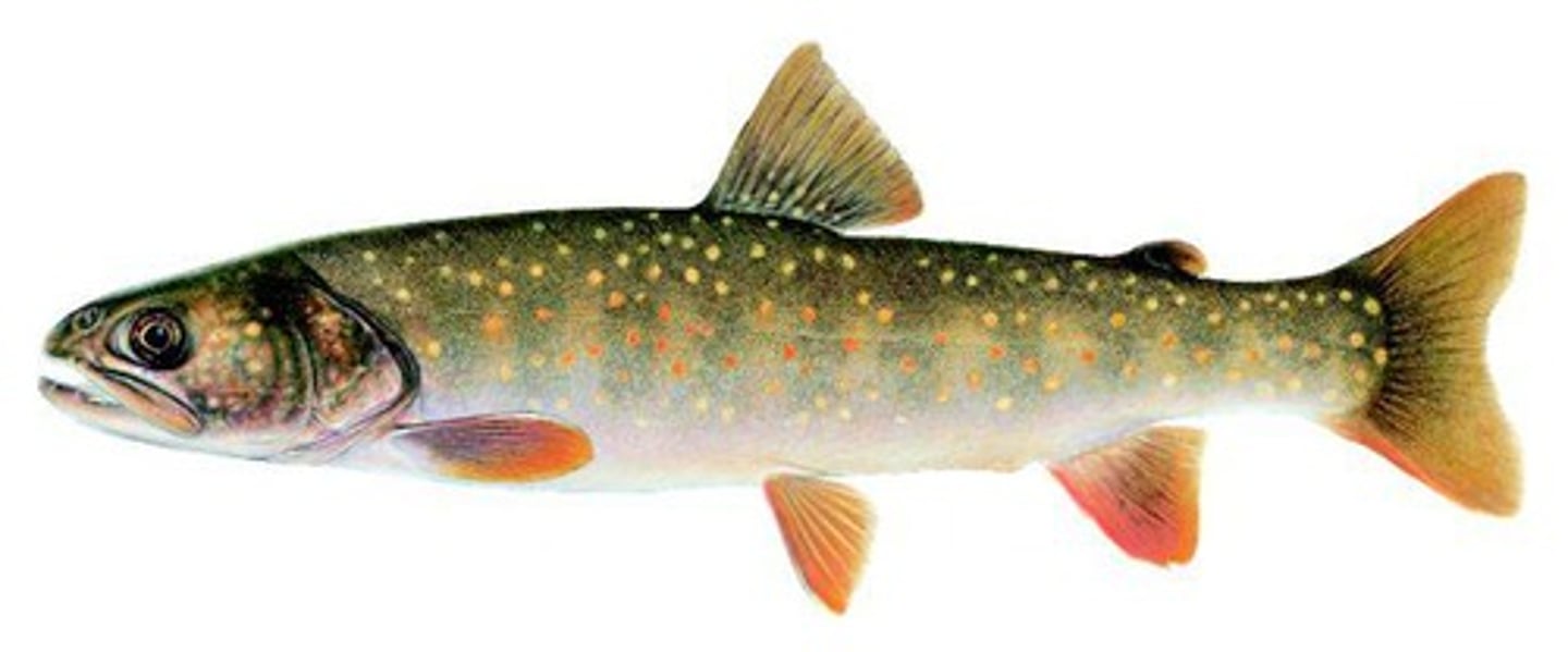 <p>Bull trout</p><p>-yellow orange spots</p><p>-small adipose fin</p>