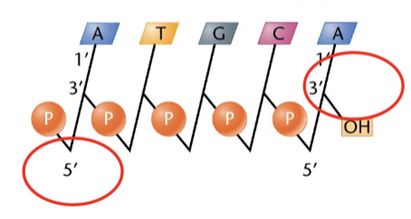 <p>5' to 3'</p>