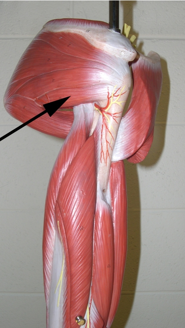 <p>Name the muscle indicated by the arrow</p><p>View: posterior side of the brachial region (upper limb) </p>