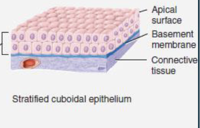 <p>has 2+ layers of cells</p><p>cells in apical layer are cube-shaped</p><p>location: esophagus, sweat glands, mammary glands</p>