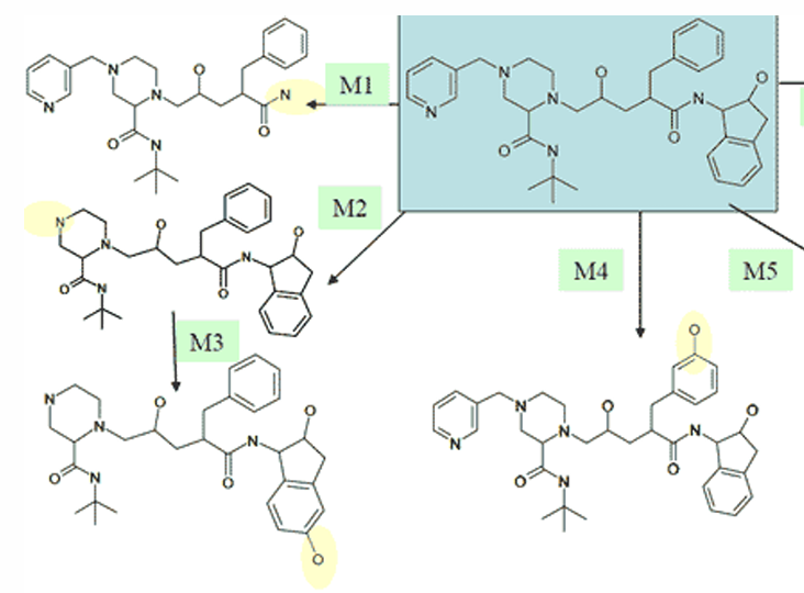<p>hydroxylation of the fused benzenes after M2 ahs been formed</p>