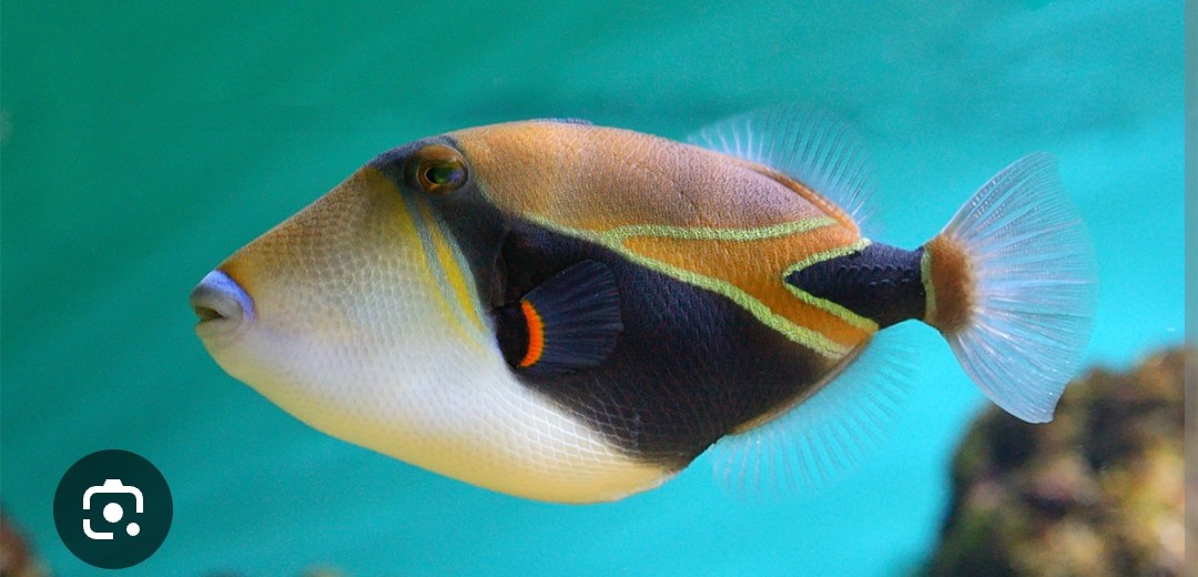 <p class="has-focus">Balistidae family</p><p class="has-focus">diet consisting of both algae and small invertebrates like crustaceans (shrimp, crabs), worms, sea urchins, snails, and brittle stars</p><p class="has-focus">Diamond shaped body, long “pig-like” snout with sharp cutting teeth, tan back with large black diagonal stripe and black triangle near caudal fin, orange stripe near pectoral fin</p>