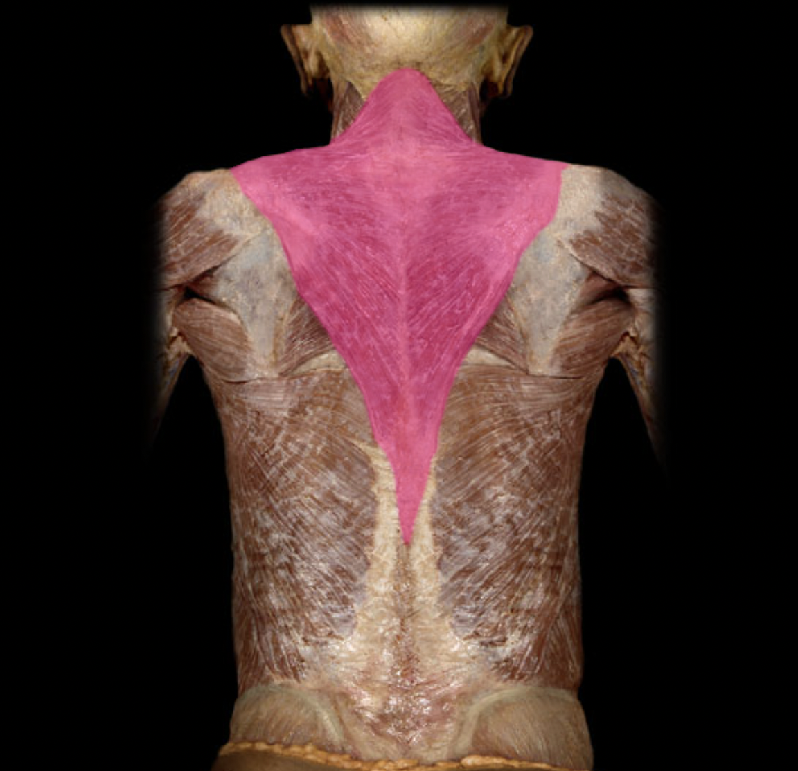 <p>Trapezius m. (action)</p>