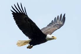 <p>What bird is this?</p>