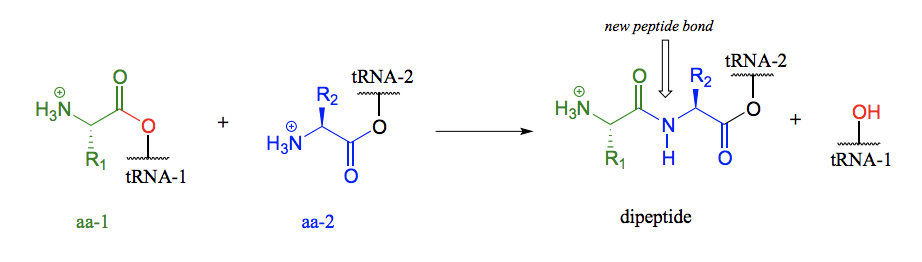 <p>The carboxyl group of the first amino acid is first transformed to an acyl-AMP intermediate through a nucleophilic substitution reaction with ATP. In the next step the amino acid is transferred to tRNA. The incoming nucleophile is an alcohol sitting on the tRNA, meaning that we are seeing an esterification: an acyl substitution reaction between the activated carboxylate of the first amino acid and an alcohol on the tRNA. The actual peptide bond-forming reaction occurs when a second amino acid (aa-2) also linked to its own tRNA-2 molecule, is positioned next to the first amino acid on the ribosome. The amino group on aa-2 displaces tRNA1: thus, an ester has been converted to an amide (thermodynamically downhill, so ATP is not required). This process continues on the ribosome, as one amino acid after another is added to the growing protein chain, until a genetically coded signal indicates that the chain is complete, and an ester hydrolysis reaction occurs to stop the growth of the polypeptide chain.</p>