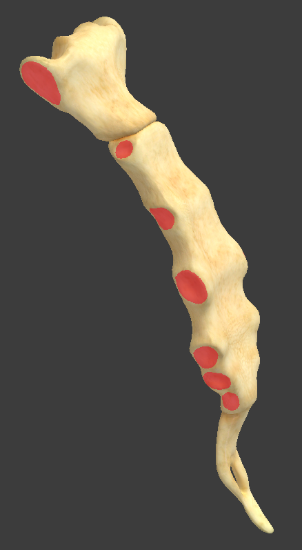 <p>What structure is highlighted in red?</p>