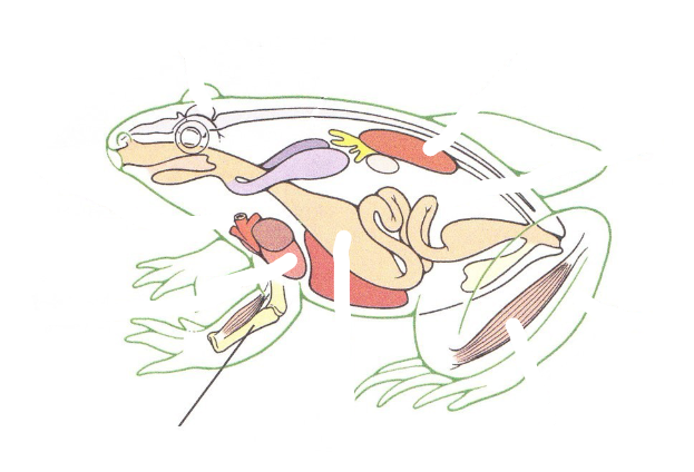 <p>Bone</p>