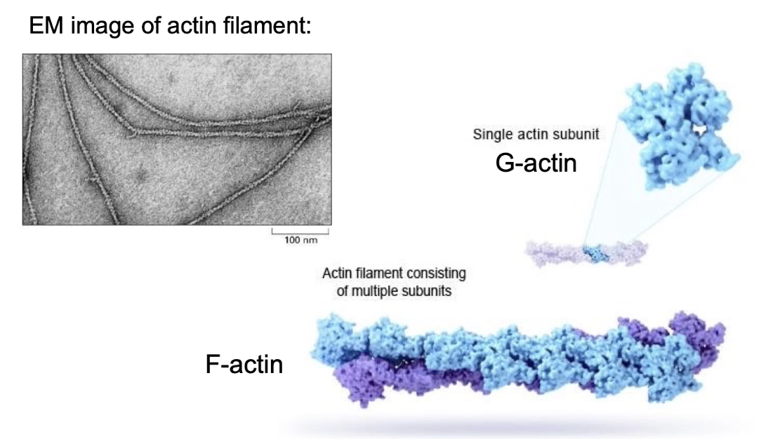 <ul><li><p><strong>F-actin</strong> = filamentous actin</p></li><li><p><strong>Made of</strong>:</p><ul><li><p><strong>Two helical strands</strong> of polymers</p></li><li><p>Each strand is a chain of <strong>G-actin (globular actin) monomers</strong></p></li></ul></li><li><p><strong>Diameter</strong>: <strong>5–9 nm</strong></p></li><li><p><strong>Structure features</strong>:</p><ul><li><p>Strands <strong>spiral around each other</strong></p></li></ul></li></ul><p></p>