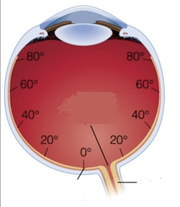 <p>Where is the fovea?</p>