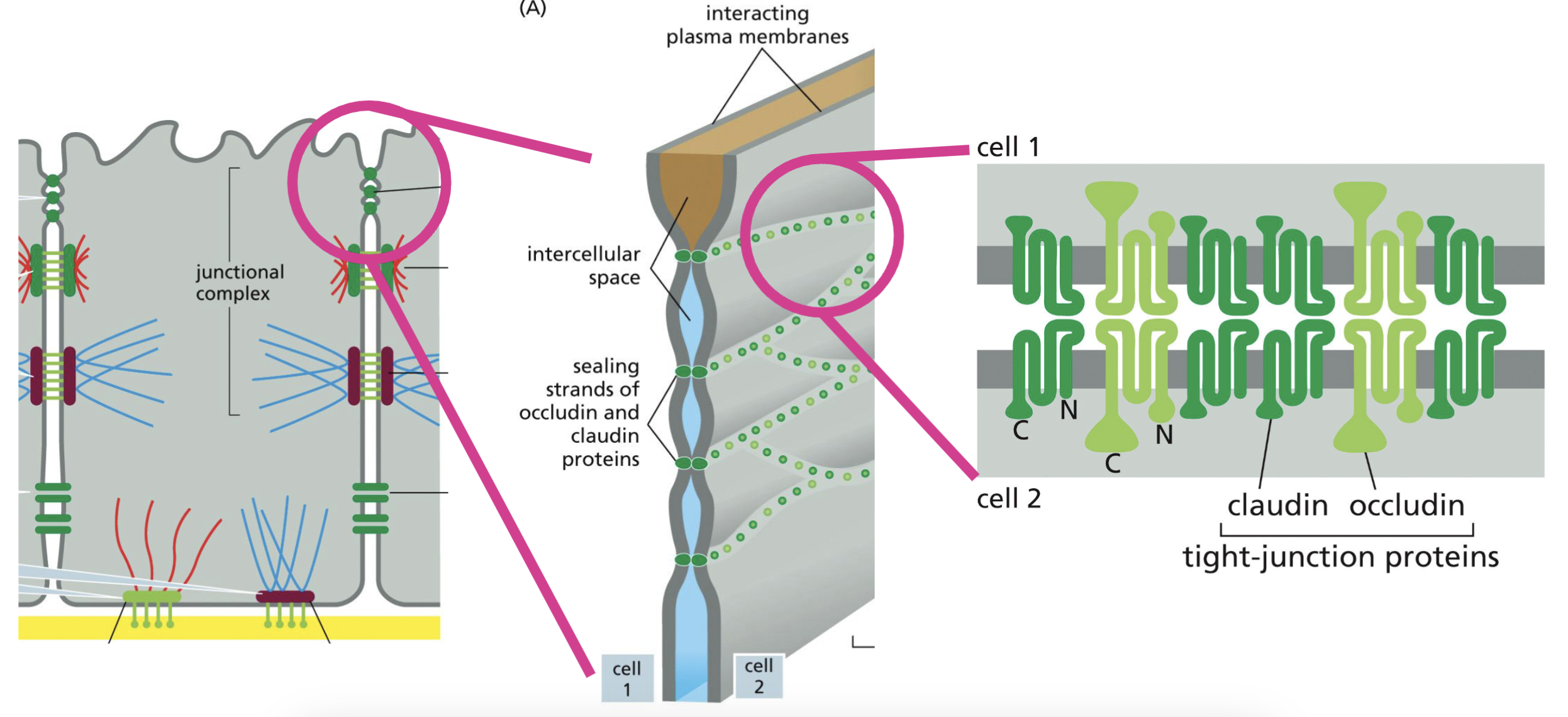 <p>Occludin and Claudin form homophilic interactions directly link to adjacent cells (4 pass transmembrane proteins)</p><p>→ a lot of interactions like this → all through out the layer, = sealing strands</p>