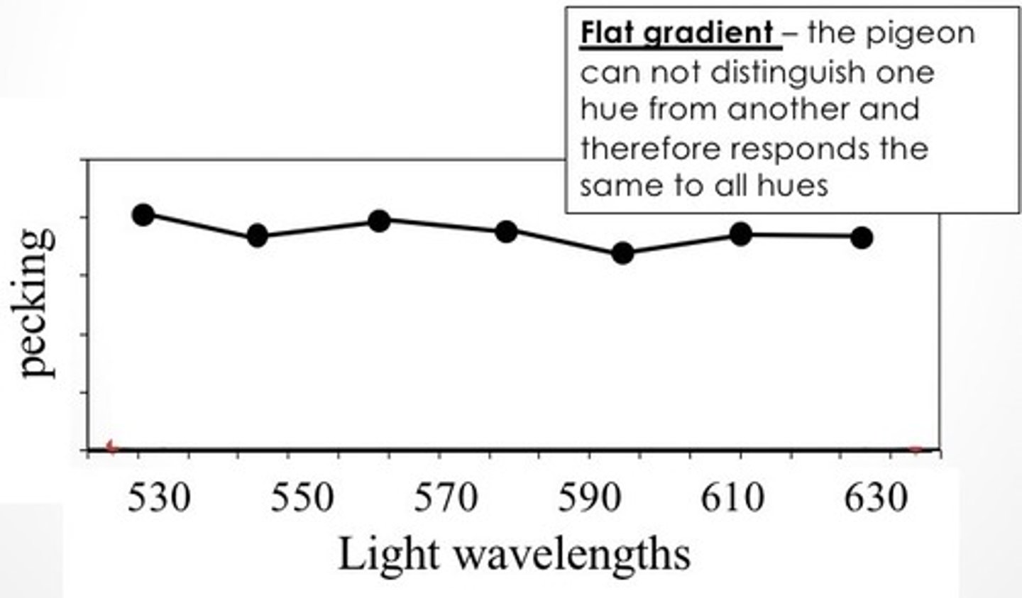 <p>Flat gradient - The pigeon can not distinguish one hue from another and therefore responds the same to all hues</p>