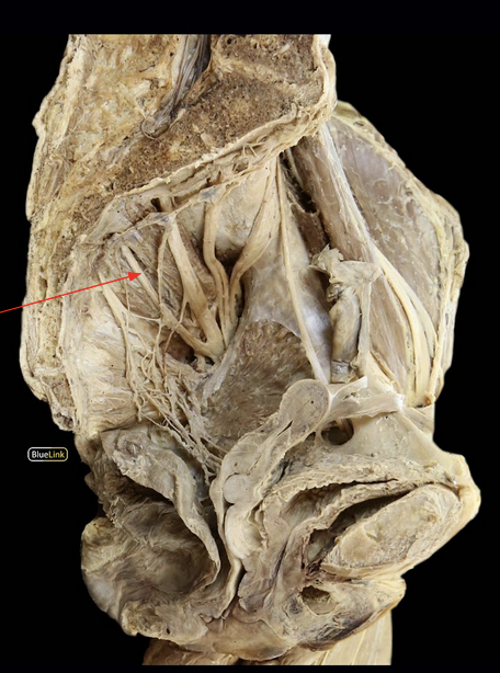<p>ID Structure</p>