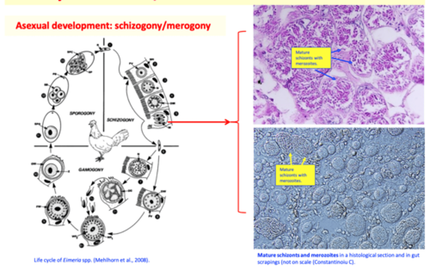 <p>Trophozoite: after invasion of the host cells the sporozite grows and turns into a trophozoite (rounded shape);</p><p>Immature schizont: the nucleus of the trophozoite divides -&gt; immature schizont;</p><p>Mature schizont: the cytoplasm divides and merozoites are formed -&gt; mature schizont;</p><p>Merozoites: similar structure to sporozoites;</p><p>• Will break out the schizonts and host cell;• Invade other host cells;• Resume the schizogonic development </p>