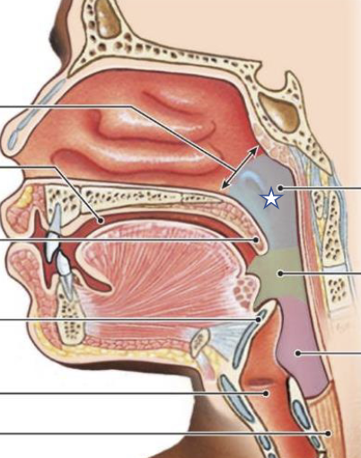 <p>What is this structure?</p>