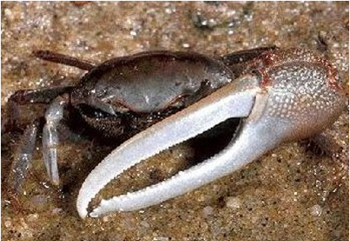 <p>An accumulation of inherited characteristics that enhance organisms' ability to survive and reproduce in specific environments.</p>