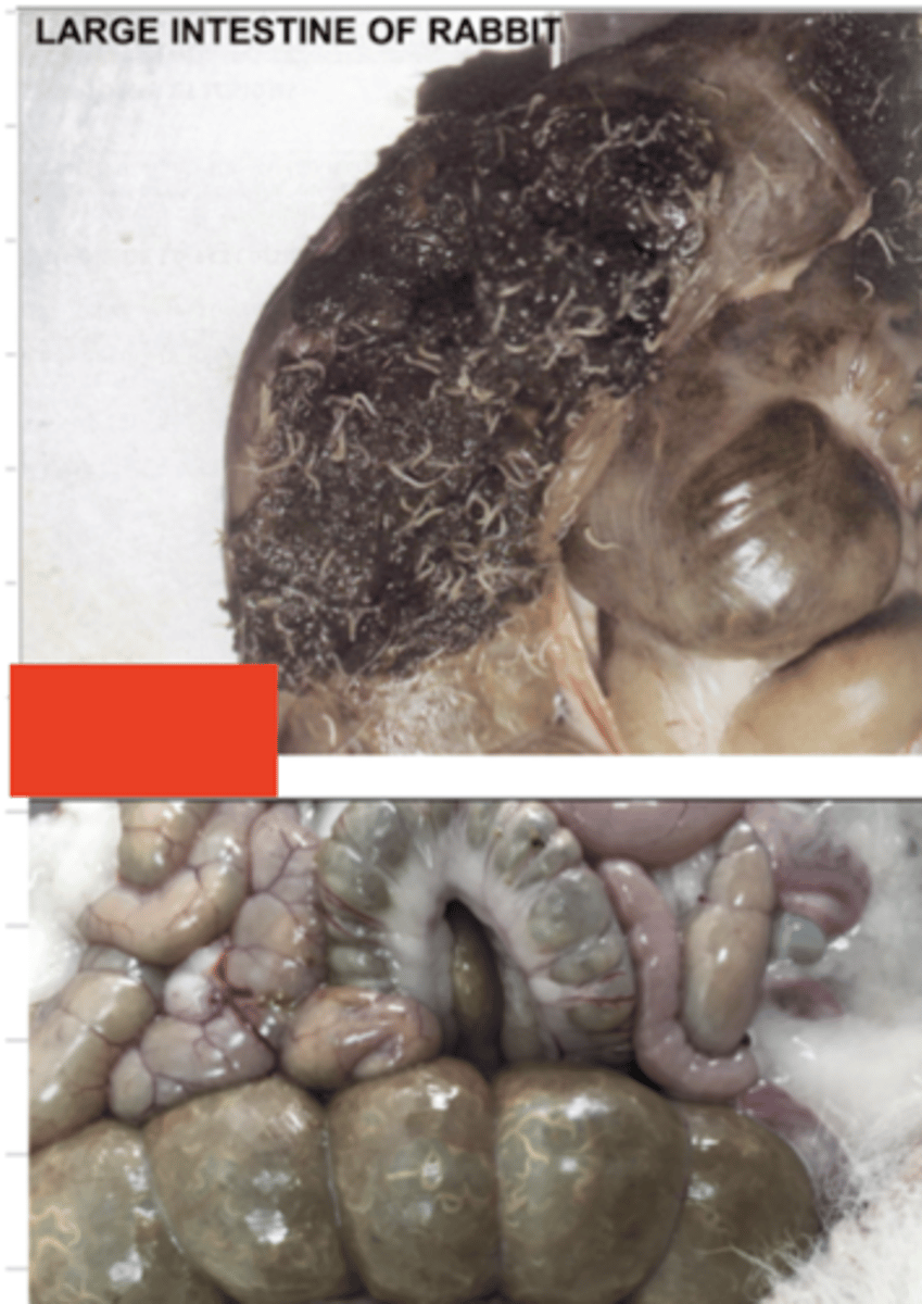 <p>what parasite is this rabbit infected with? what is the name of the disease?</p>