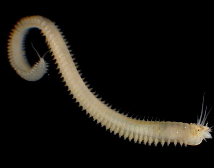 <p>Phylum+what they are known as?</p>