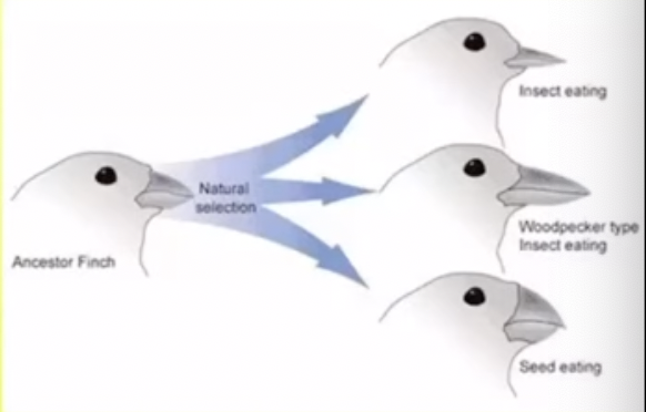 <ul><li><p>splitting of one species into two or more species </p></li><li><p>The environment is the driving force that creates new species because local populations adapt individually to the demands of their environment which leads to changes in characteristics</p></li><li><p>If the populations come back in contact the changes may be big enough that they cannot produce viable, fertile offspring so they have become different species</p></li></ul>