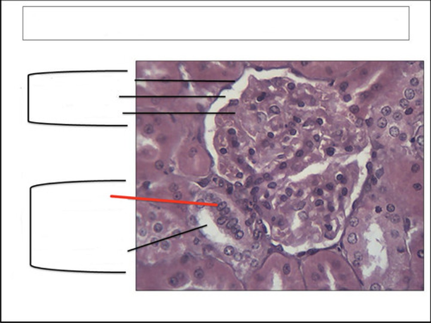 <p>identify this cell type and organ</p>