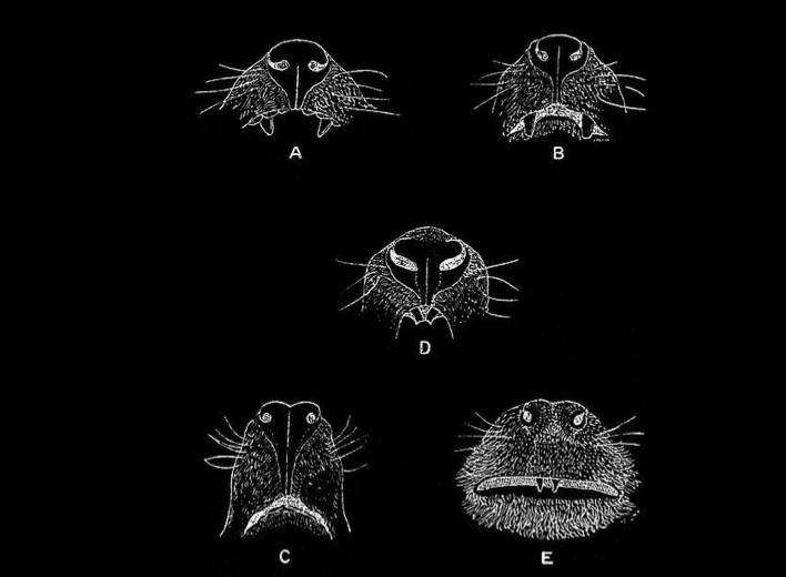 <p>Which of these have a rhinarium and How to tell if an animal has a Rhinarium</p>