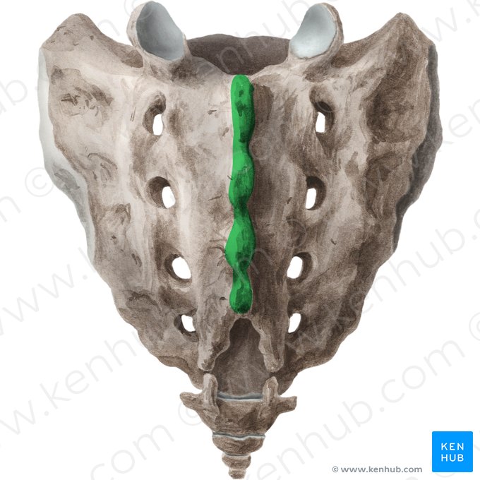 <p>Midline ridge on the posterior aspect of the sacrum formed by fused spinous processes.</p>