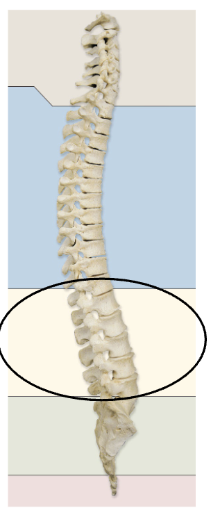 <p><span><span>Lumbar vertebrae</span></span></p>