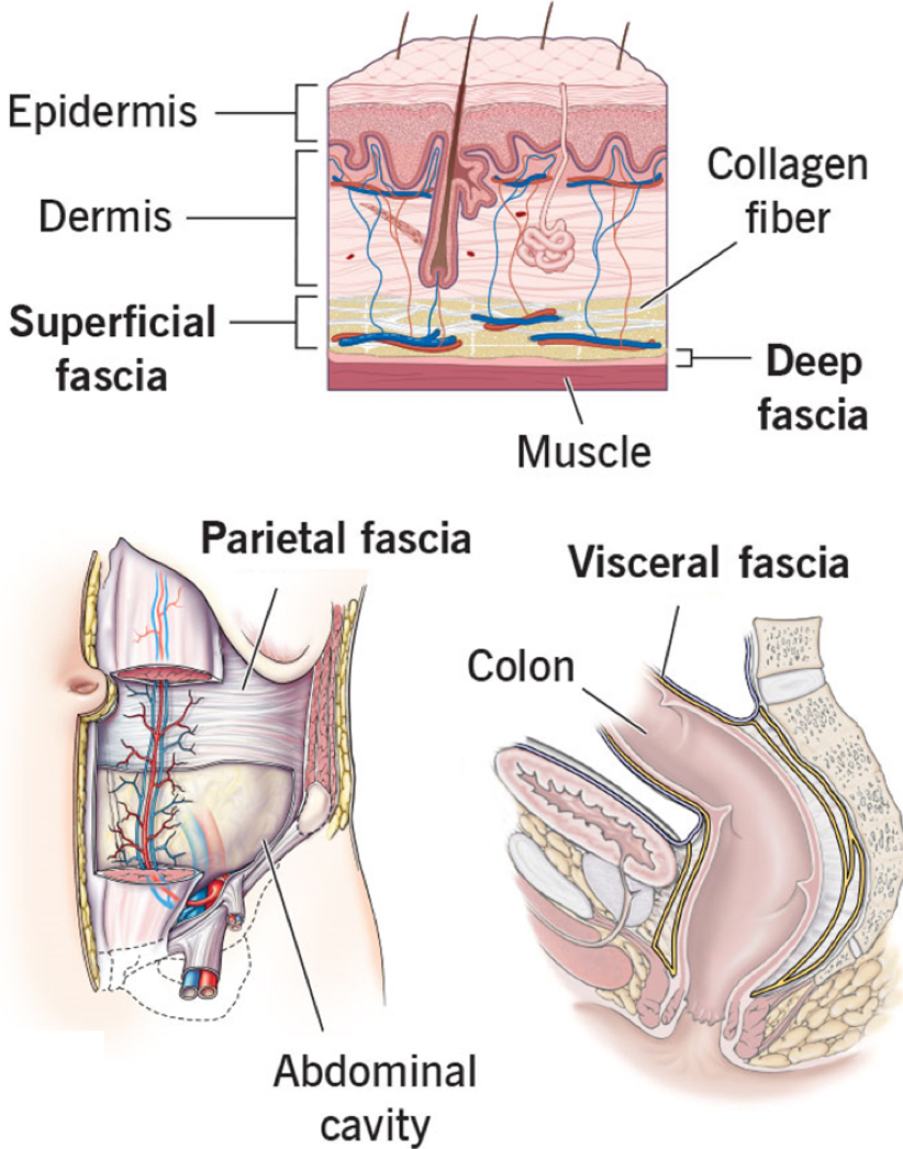 <ul><li><p>Superficial - hypodermis</p></li><li><p>Deep - surrounds muscles, bones, nerves, vessels</p></li><li><p>Parietal - lines body cavities</p></li><li><p>Visceral - surrounds viscera</p></li></ul>