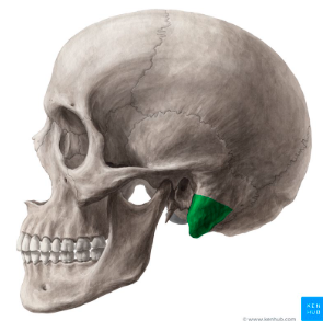<p>What landmark in the <strong>Temporal Region </strong>is this?</p>