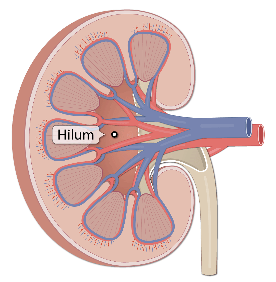 A medial indentation where several structures enter or exit the kidney (ureters, renal blood vessels, and nerves)