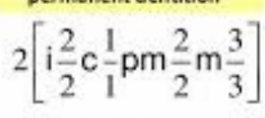 <ul><li><p>up to 32 permanent teeth in humans </p></li><li><p>8 incisors, 4 canines, 8 premolars and 12 molars </p></li></ul><p></p>