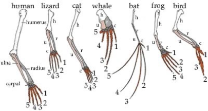 <p>Homologous – structures that share a common origin but may serve different functions in modern species.</p><p>Example – dolphin flippers and human hands</p><p></p>
