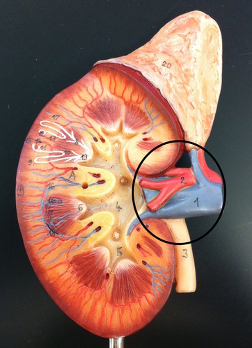 <p>depression where vessels and nerves enter an organ</p>