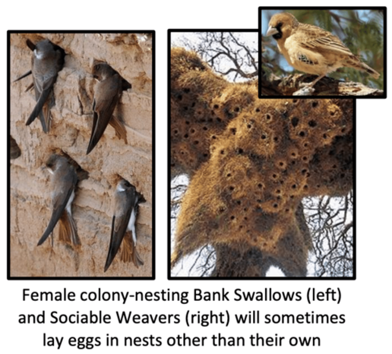 <p>female Bank Swallows and African Weavers that lay eggs in in their own nests as well as nests of conspecifics</p>