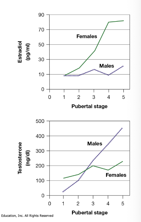 <ul><li><p><span>Important to understand that estrogens and androgens exist in both sexes</span></p></li><li><p><span>More sex-specific sex hormones are released as puberty progresses</span></p><img src="https://knowt-user-attachments.s3.amazonaws.com/0fb3c99f-0af2-40a0-9bd3-71053309fee1.png" data-width="100%" data-align="center"></li></ul><p></p>