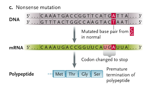 <ul><li><p>mutated base pair from CG in normal</p></li><li><p>codon changed to stop</p></li><li><p>premature termination of polypeptide</p></li></ul>