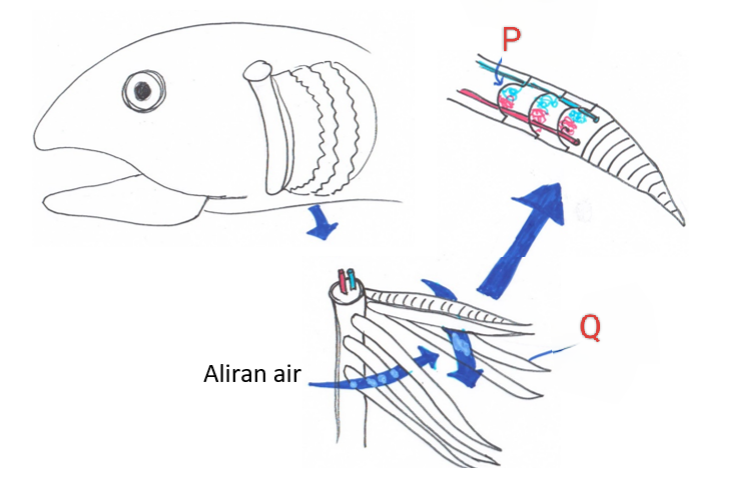 <p>Namakan struktur P dan Q.</p>