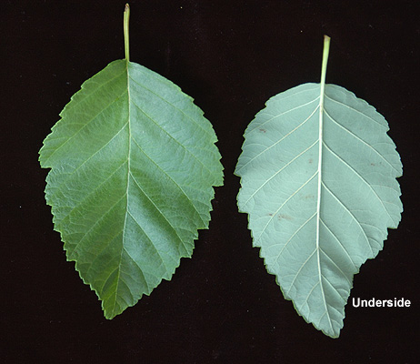 <p>alternate and oval LEAVES. serrate. pointed tip</p>
