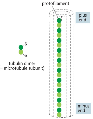 <p>made of repeating subunits of alpha and beta tubuliin proteins — always oriented in same direction and polar: (+) vs (-) end</p><p>repeating alpha beta subunits create protofilament</p><p>lateral association of 13 parallel protofilaments creates hollow tube -- can spontaneously assemble in vitro. filament has a consistent structure — always assembles this way</p>