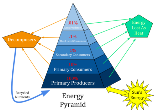 <p><span><span>a graphical representation that illustrates the flow of energy through different trophic levels in an ecosystem, showcasing how energy decreases as it moves from producers to top predators. This concept highlights the inefficiency of energy transfer, with only about 10% of the energy at one level being passed to the next, emphasizing the importance of producers in sustaining the ecosystem.</span></span></p>