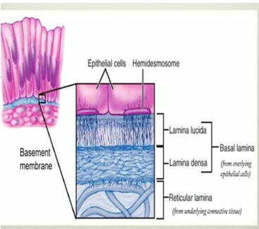 <ul><li><p>one of the two layers found in the basement membrane</p></li><li><p>produced by epithelium</p></li><li><p>consists of lamina lucida and lamina densa</p></li></ul><p></p>