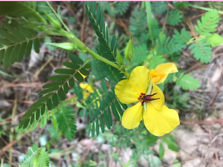 <p>This is a nitrogen fixing plant </p><p>True or False</p><p></p>