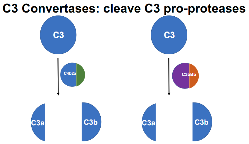 <p>1.) C4B2A</p><p>2.) C3bBb</p>