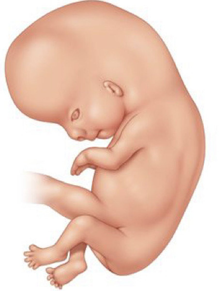 <p>The embryo officially becomes a fetus. Organs like kidneys, intestines, brain, and liver are beginning to function, and fingernails and toenails are starting to form.</p>